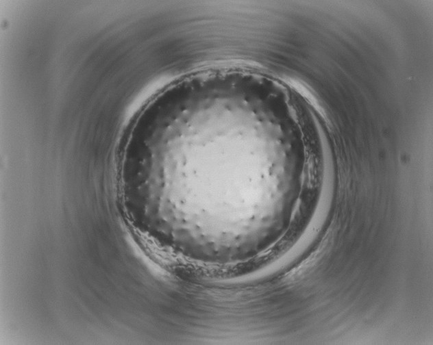 X0000066081046200603171025