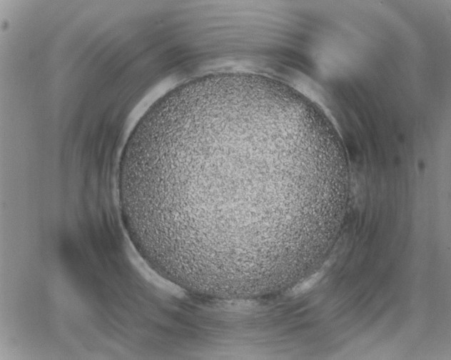 X0000066081090200603171024