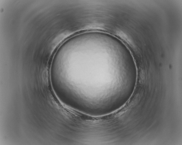 X0000066081268200603171021