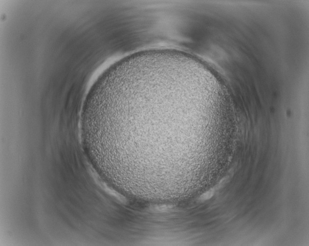 X0000066081278200603171021