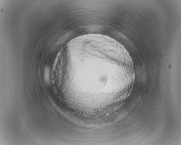 X0000066080028200603241443