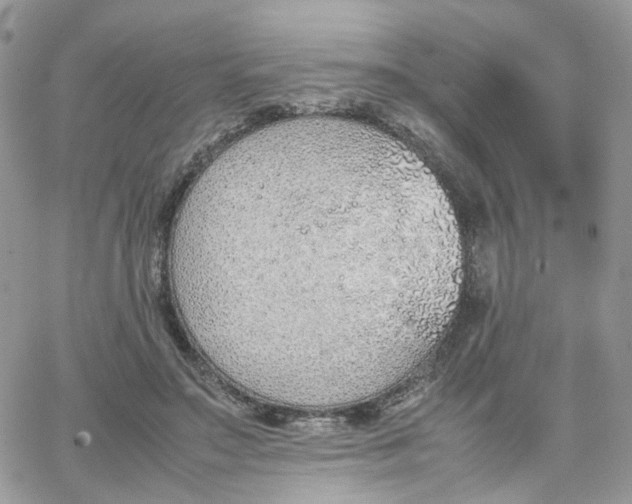 X0000066080499200603241435