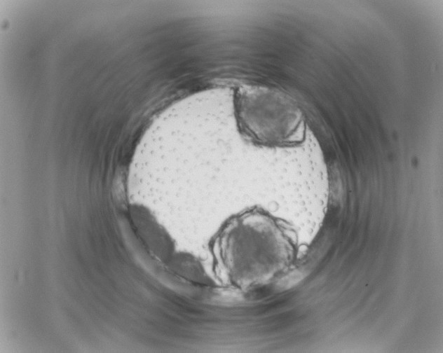 X0000066080573200603241435