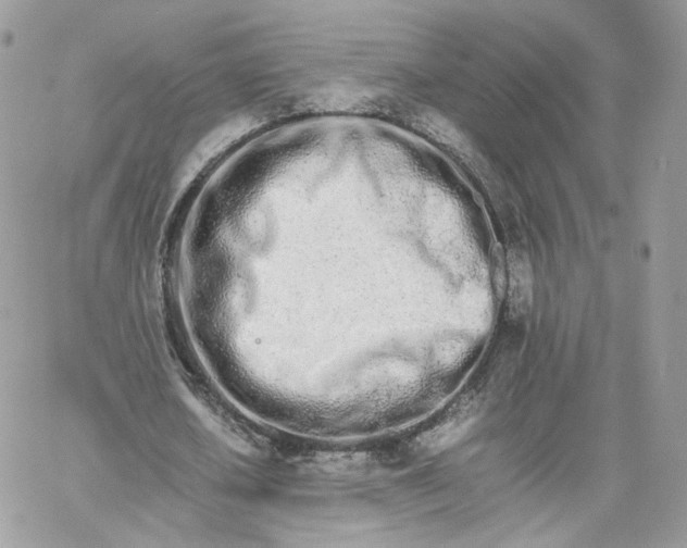 X0000066080626200603241432