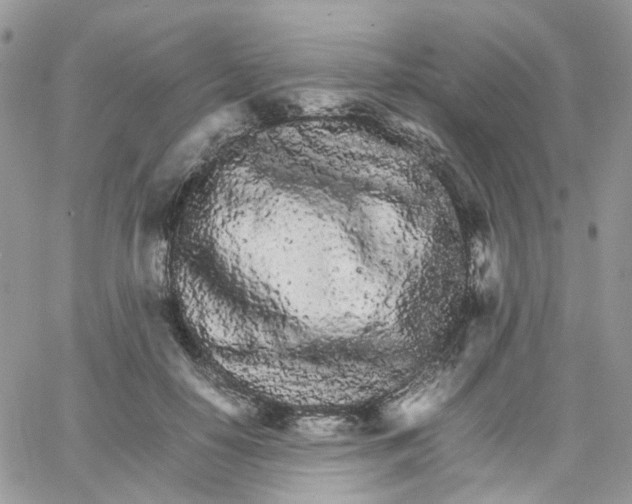 X0000066080650200603241433