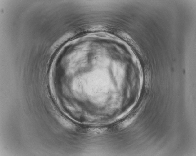 X0000066080721200603241431