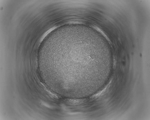 X0000066080829200603241429