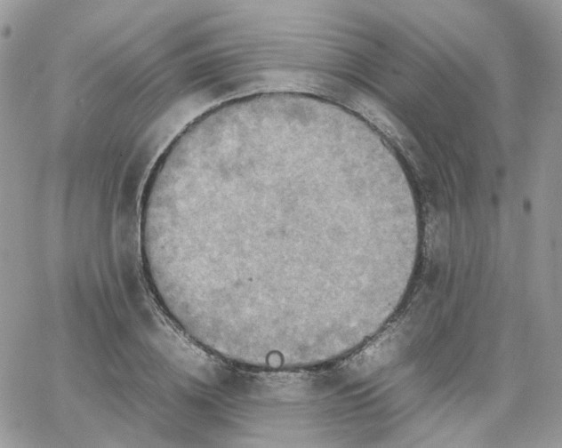 X0000066080836200603241430