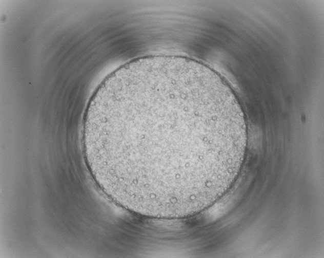 X0000066080856200603241430