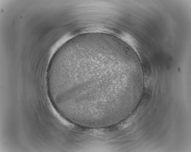 X0000066080995200603241427