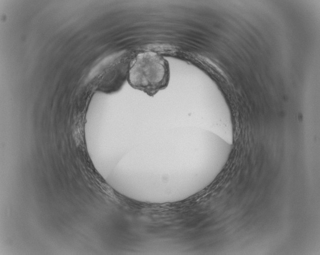 X0000066081015200603241426