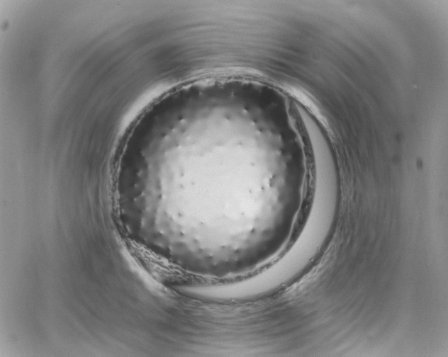 X0000066081046200603241427