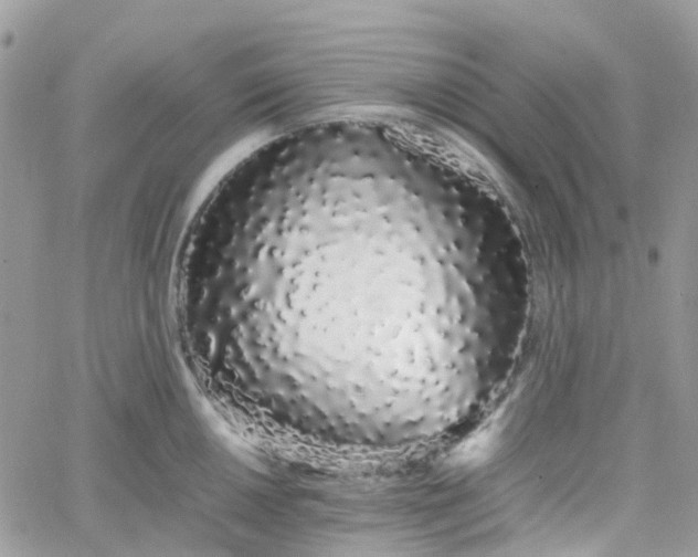 X0000066081050200603241427