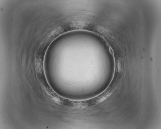 X0000066081059200603241426