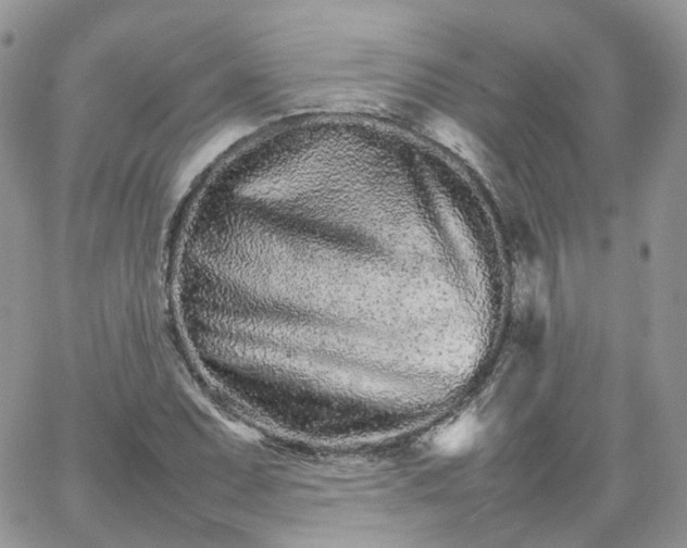 X0000066081071200603241426