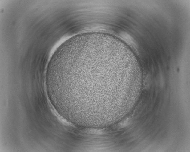 X0000066081086200603241426