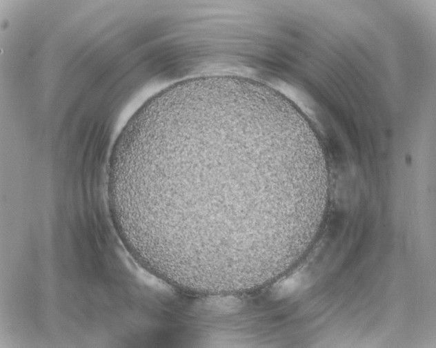 X0000066081094200603241426