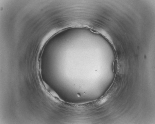 X0000066081096200603241425