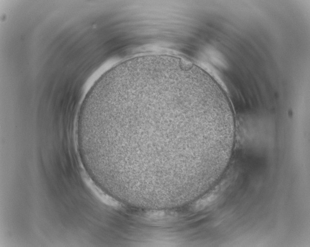 X0000066081098200603241425