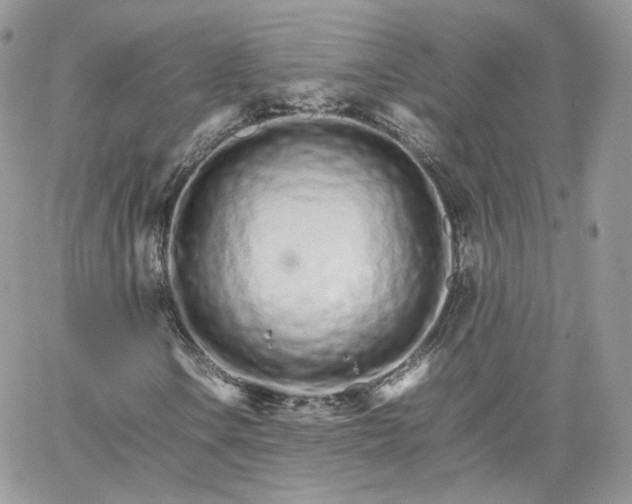 X0000066081106200603241425