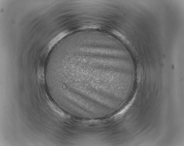 X0000066081113200603241425