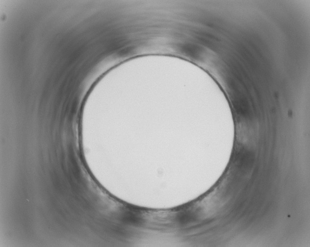 X0000066081150200603241425