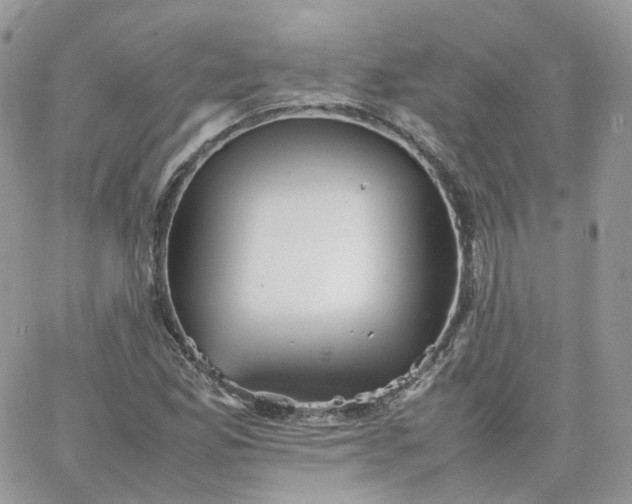 X0000066081165200603241424