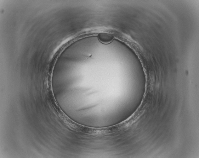 X0000066081166200603241424