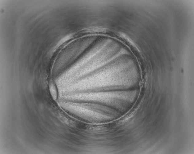 X0000066081213200603241423