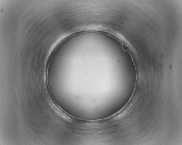 X0000066081232200603241424