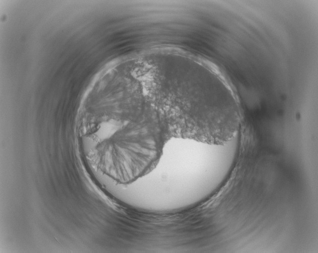 X0000066081235200603241424