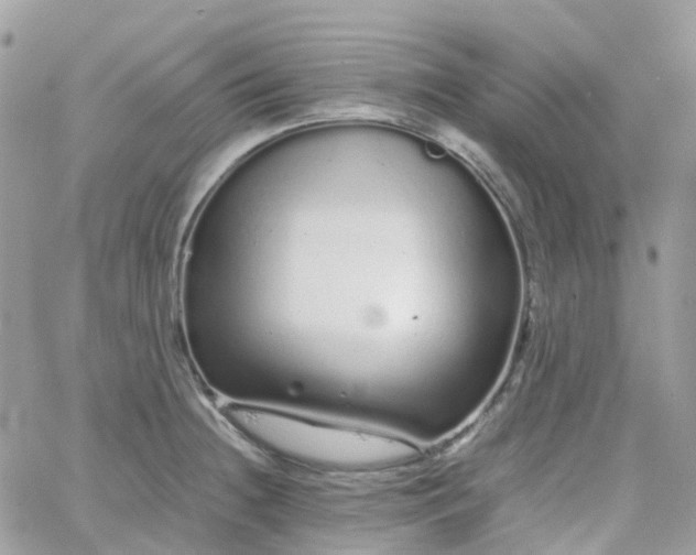 X0000066081236200603241424