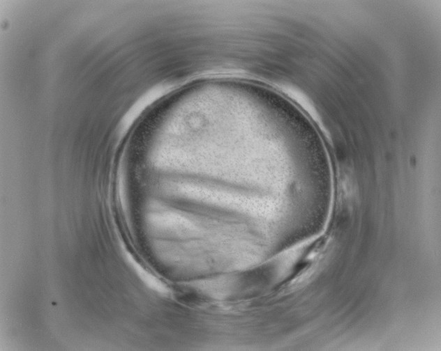 X0000066081245200603241424