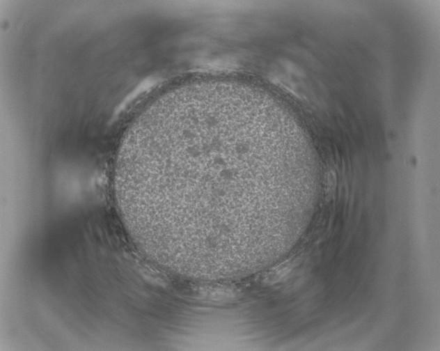 X0000066081254200603241423