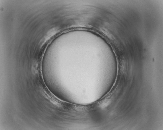 X0000066081258200603241423