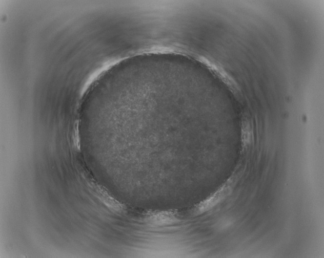 X0000066081262200603241423