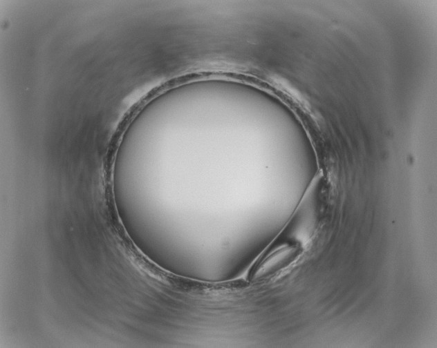 X0000066081264200603241423