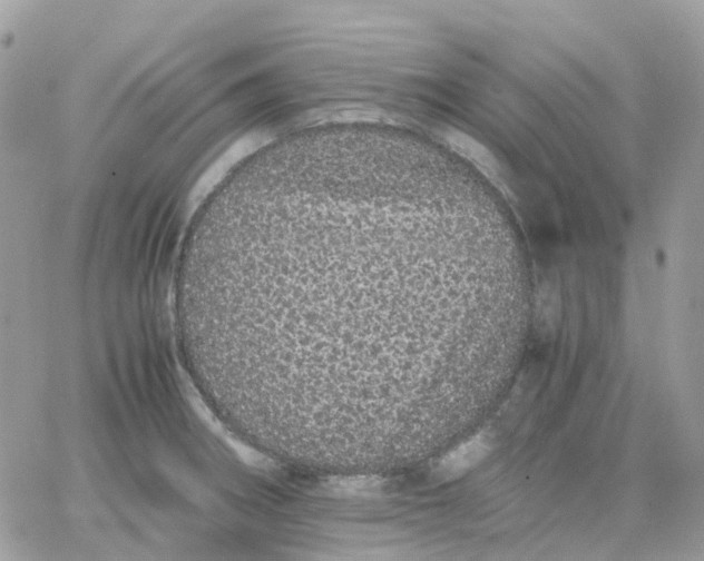 X0000066081282200603241422