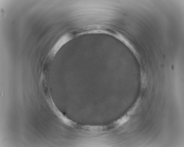 X0000066081289200603241422