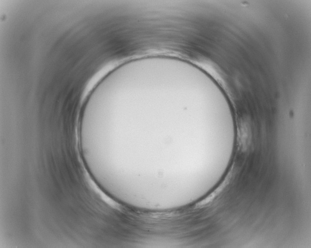 X0000066081294200603241422