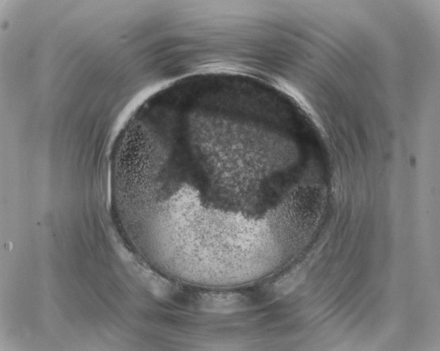 X0000066081323200603241422