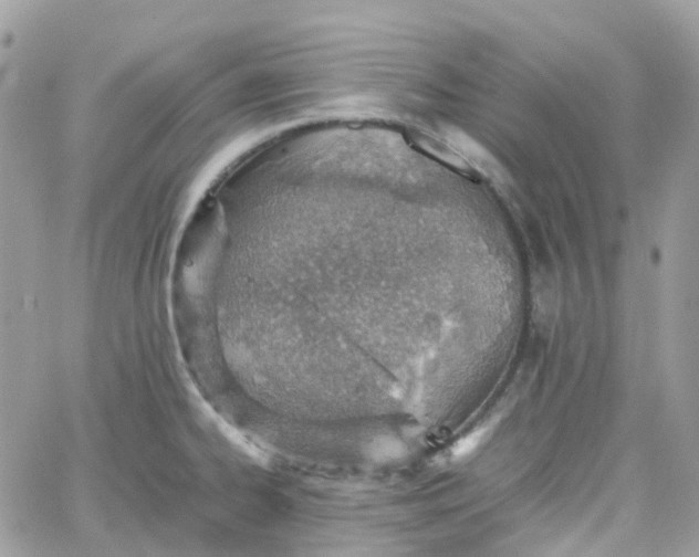 X0000066081334200603241422