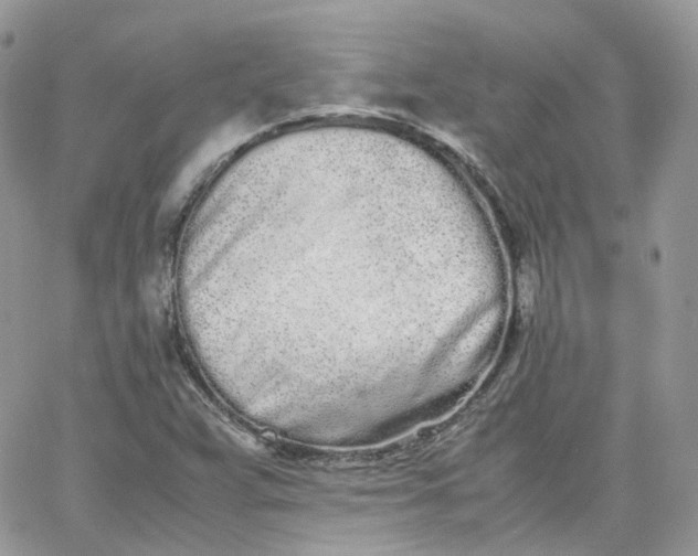 X0000066081359200603241421