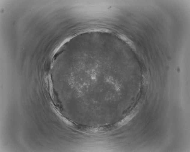 X0000066081369200603241421