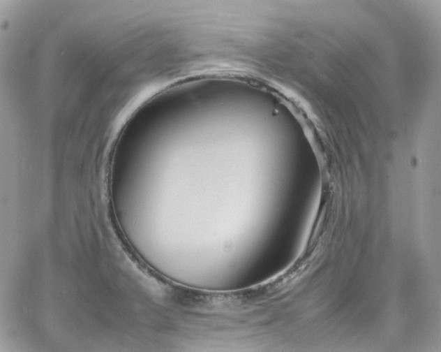 X0000066081375200603241421