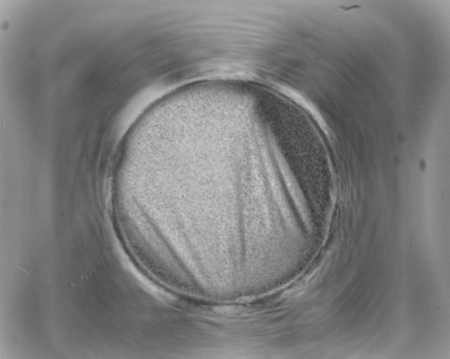 X0000066081383200603241421