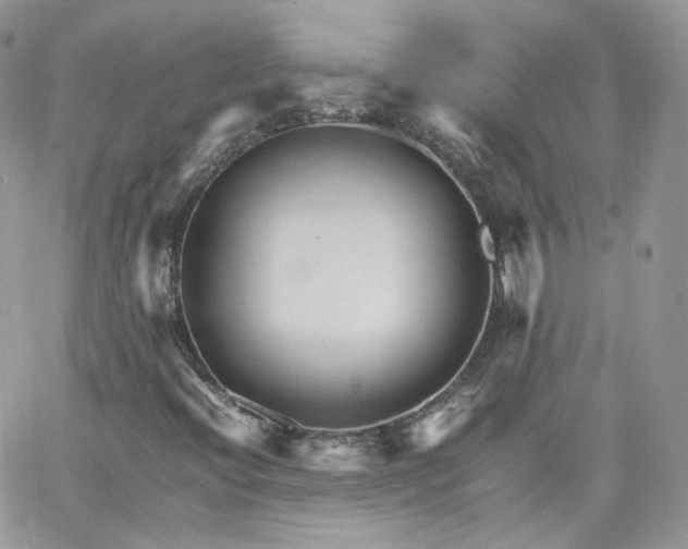 X0000066081396200603241420