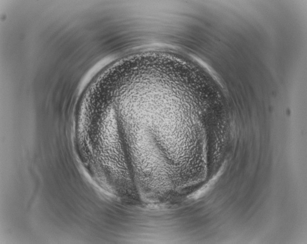 X0000066081418200603241420