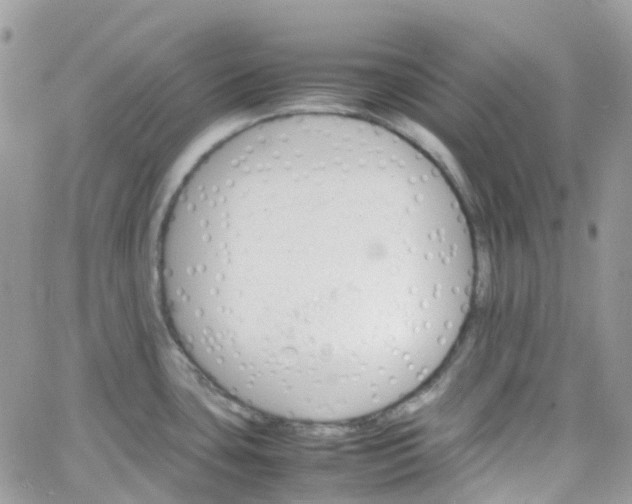 X0000066081435200603241421