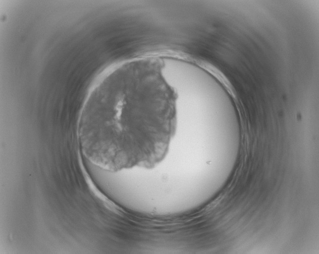 X0000066081439200603241421